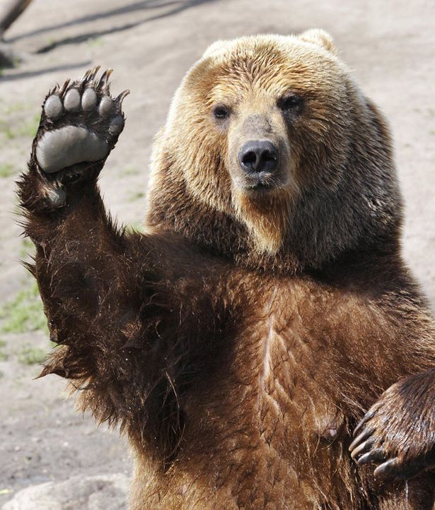 Salut du Bear.